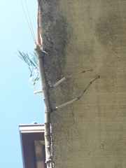 Cladomorphus phyllinus