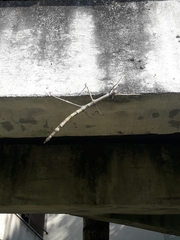 Cladomorphus phyllinus