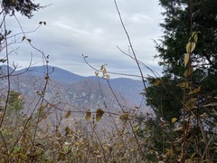 Philadelphus hirsutus