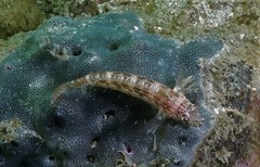 Petroscirtes breviceps