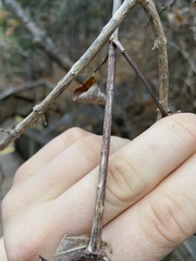 Philadelphus hirsutus