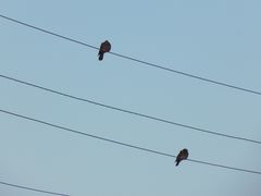 Columba livia domestica
