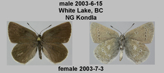 Satyrium semiluna
