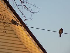 Columba livia domestica