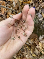 Doellingeria infirma