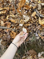 Doellingeria infirma