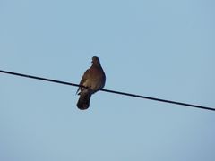 Columba livia domestica