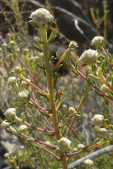 Phylica rogersii