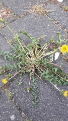 Taraxacum tanyphyllum