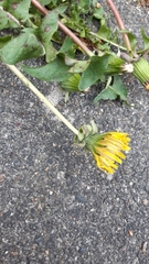 Taraxacum tanyphyllum