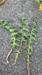 Taraxacum tanyphyllum