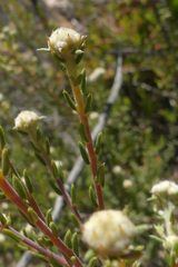 Phylica rogersii