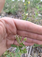 Mentzelia albescens