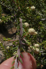Phylica rogersii