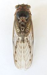 Diceroprocta swalei