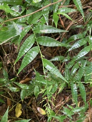 Ichnanthus pallens