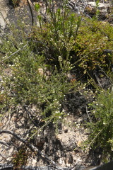 Phylica rogersii