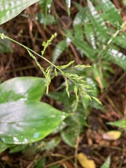Ichnanthus pallens