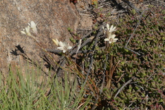 Tritonia pallida