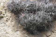 Tillandsia gutteana