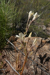 Tritonia pallida
