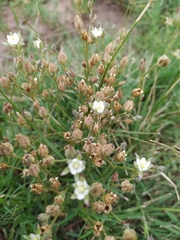Spergula ramosa