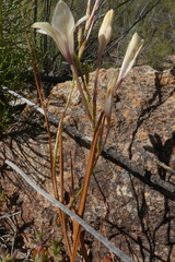 Tritonia pallida