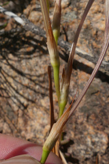 Tritonia pallida