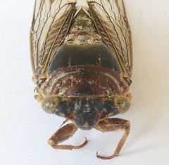 Diceroprocta swalei