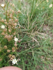 Spergula ramosa