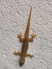 Hemidactylus platyurus