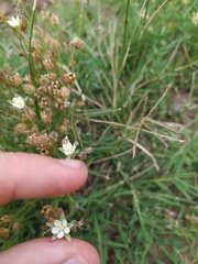 Spergula ramosa