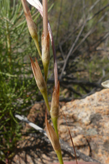 Tritonia pallida