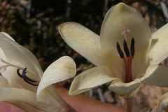 Tritonia pallida
