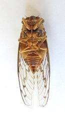 Diceroprocta swalei