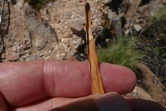 Tritonia pallida