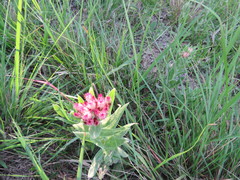Helichrysum appendiculatum