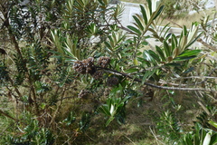 Buddleja coriacea