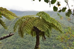 Cyathea glauca