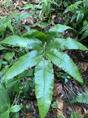 Goniopteris poiteana