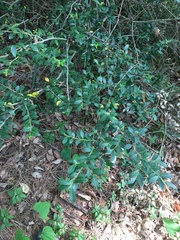 Ilex crenata crenata