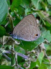 Anthene emolus goberus