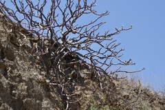 Cnidoscolus pavonianus