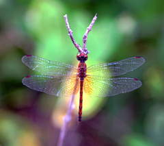 Trithemis werneri