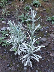 Helichrysum luteoalbum image