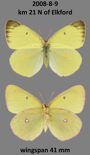 Pink-edged Sulphur