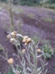 Helichrysum luteoalbum image