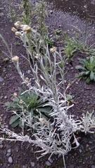 Helichrysum luteoalbum image