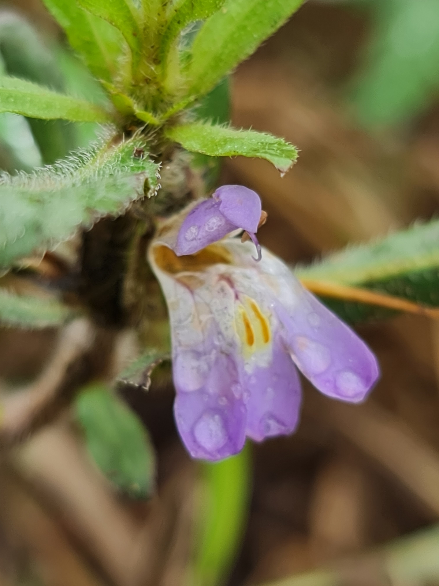 Hygrophila auriculata