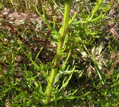 Senecio paniculatus